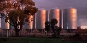 A picture of grain storage field bins behind eucalyptus trees, all shining in the light of a Mallee sunset.